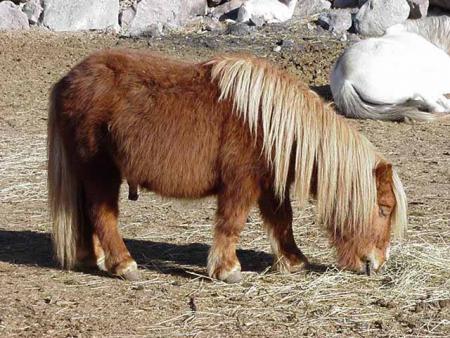poney