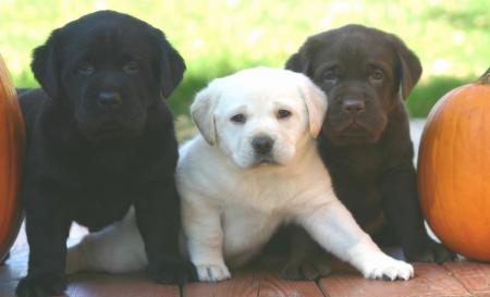 labradors