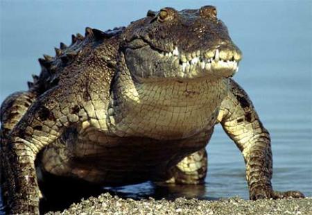 crocodle
