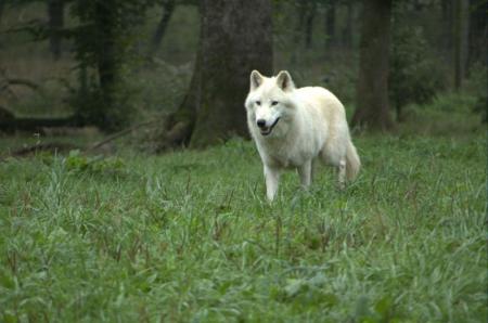 loup blanc 