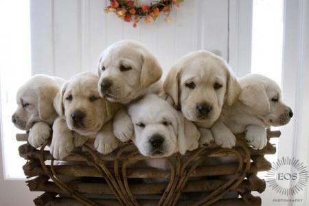 labradors