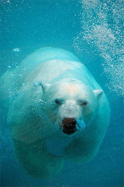 ours polare