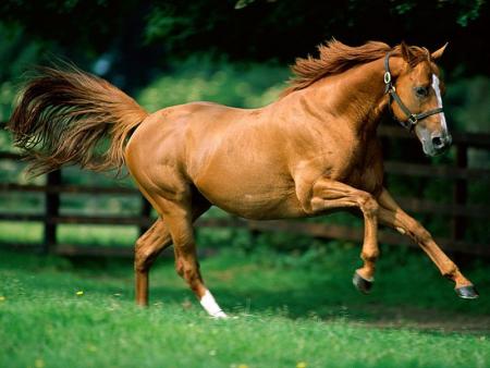 cheval